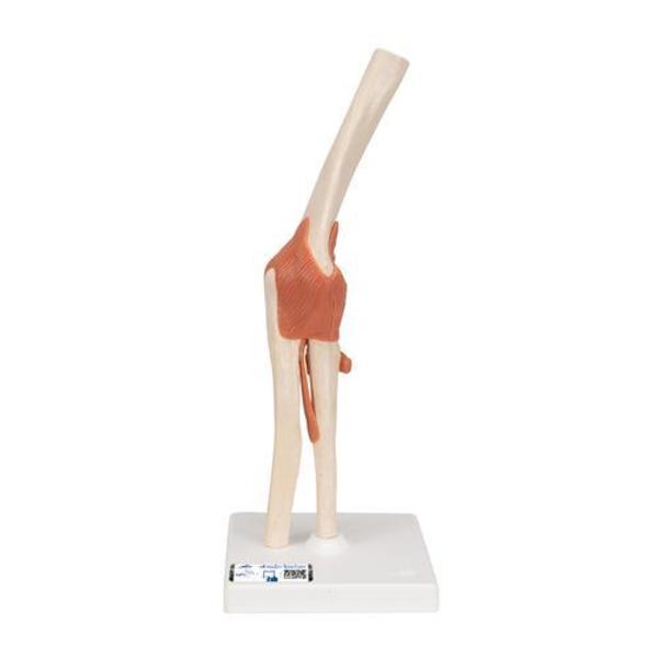 3B Scientific Deluxe Functional Elbow Joint - w/ 3B Smart Anatomy 1000166